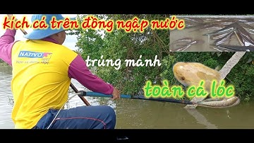 kéo xuồng lên đồng kích cá kiếm ăn không ngờ trúng ngay bầy cá lóc... "con nước miền Tây"