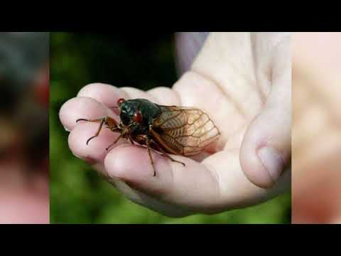 Video: Çfarë janë Nimfat Assassin Bug: Identifikimi i Vezëve Assassin Bug In The Garden