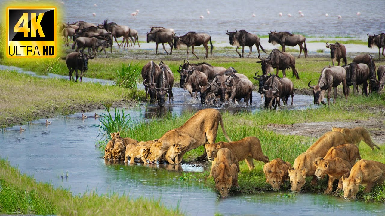 4K African Wildlife: Survival of Wild Animals in Ngorongoro National Park With Real Sounds 4K Video