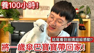 超感人！離家100小時看到爸媽當下直接「變臉」？寶寶養成計畫餵奶當奶爸！【鸚鵡小木屋】【養100小時EP1】 by 鸚鵡小木屋 Jack 68,127 views 4 months ago 35 minutes