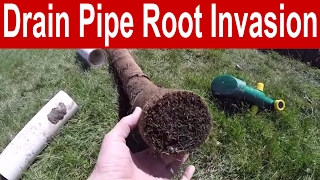 How to Prevent a Root Invasion in a Drain Pipe