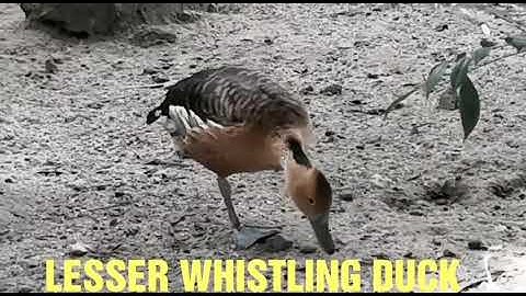Lesser Whistling Duck (Tree Duck) walking and swimming!!