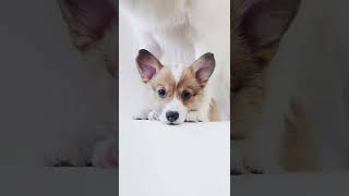 Before and after! #shorts #photography #dogs