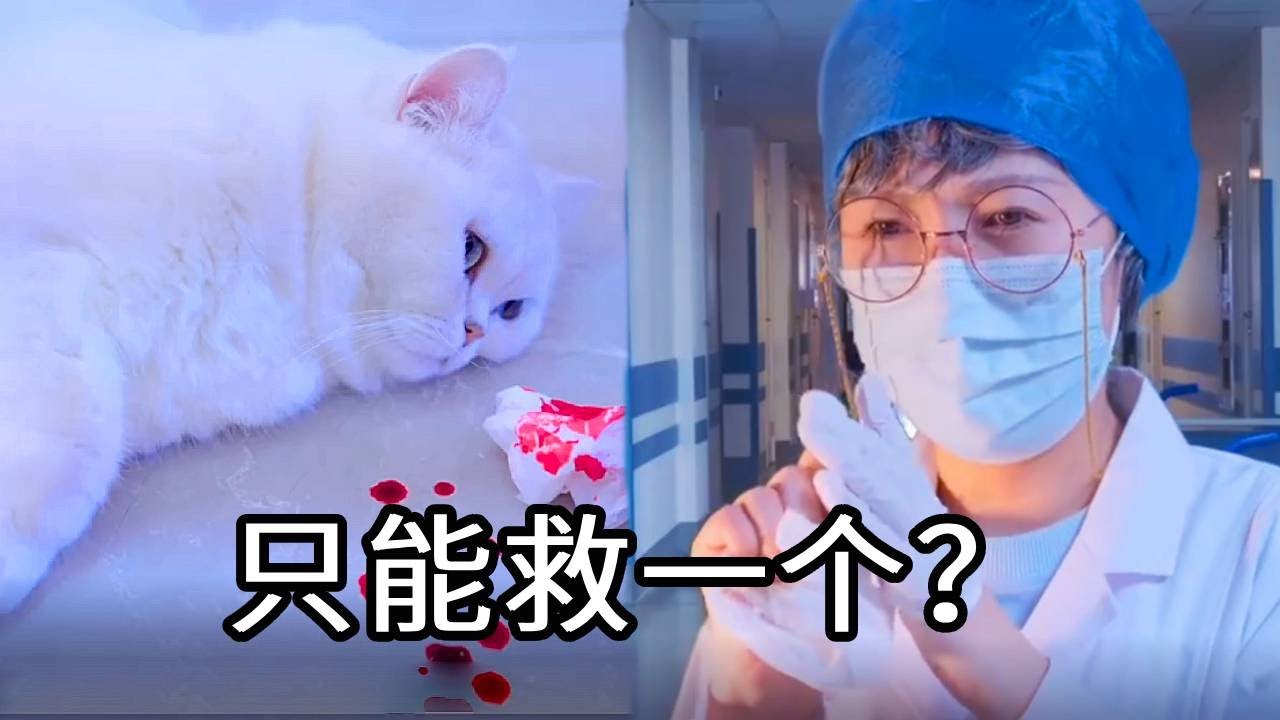 两只猫同时病重，但只能救一个！妈妈到底会如何选择！#猫咪 #铲屎官 #猫主子 #七宝小圆子