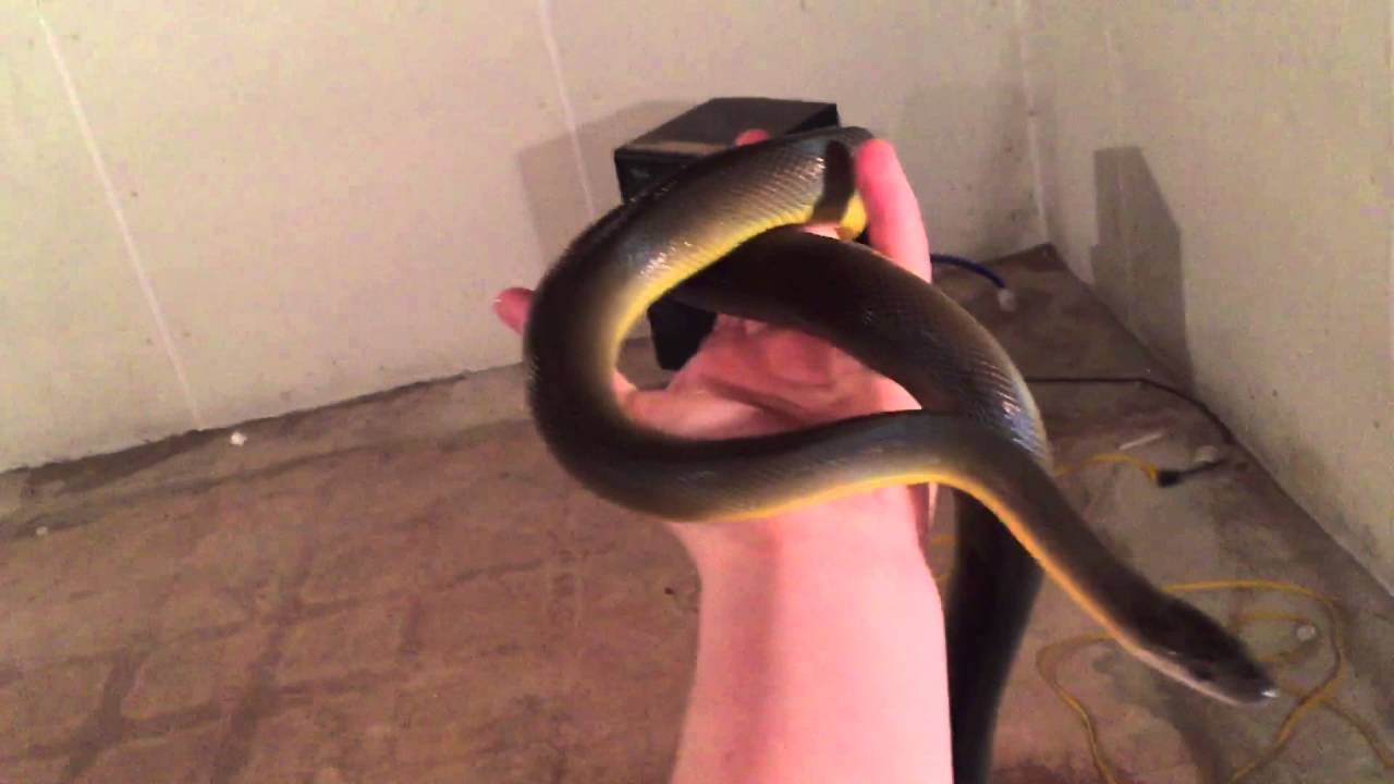 Australian water python - YouTube