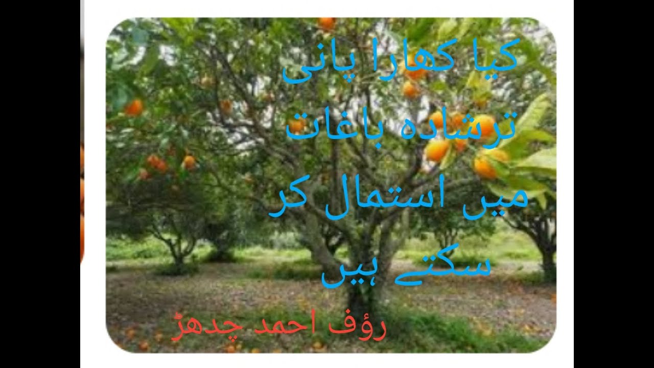 کھارے پانی کا استمال| can we use hard water in citrus| hard water