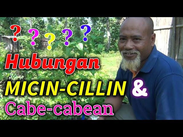 Pak Ndul - HUBUNGAN MICIN-CILLIN DENGAN CABE CABEAN class=