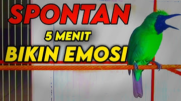 Pancingan Handal Cucak Ijo Gacor! Jitu Dalam Membuat Ijo Lain Cepat Naik Emosi Langsung Jamtro Emosi