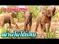 บัวบานคุมซอย ❗️ใครผ่านบัวบานจัดการหมด 💯 एक हाथी,elephant