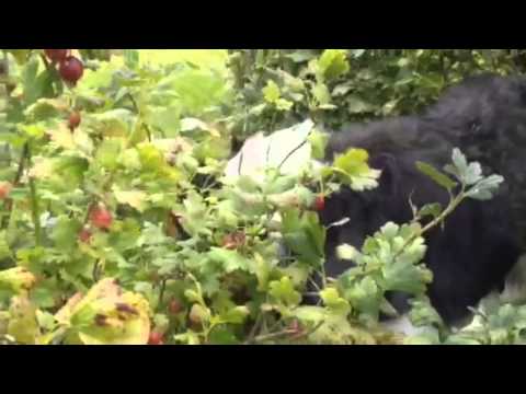 Video: Voksende Stikkelsbær På Trelliser