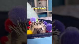 I do this all the time 😂 #shorts #hedgehog #pets Wealth