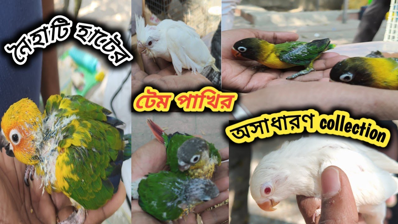নৈহাটি হাটের পাখির নতুন Collection. 🐦🐦! নতুন Update 🔥