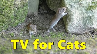 Mouse for Cats to Watch  Cat TV Cave Mouse Adventures