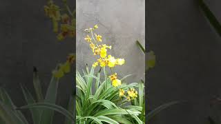 Nhạc trữ tình hay#nhacmientay #nhachaymoingay
