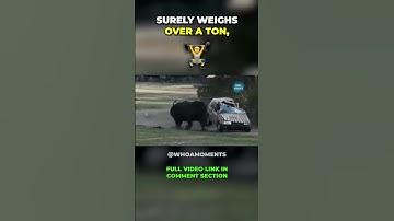 Never Underestimate The Power Of a Rhino! Rhino vs Car!