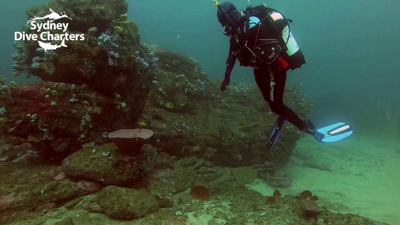 Dive Sydney scuba diving North Harbour Aquatic Reserve Old Mans Hat best dive site