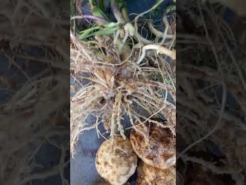 Video: Pink Rot Potato Control - What Causes Pink Rot In Poteter
