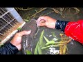 SNAKEHEAD FISH, TRADISTIONAL LONGLINE FISHING (PALANGRE) | BUKIDNON