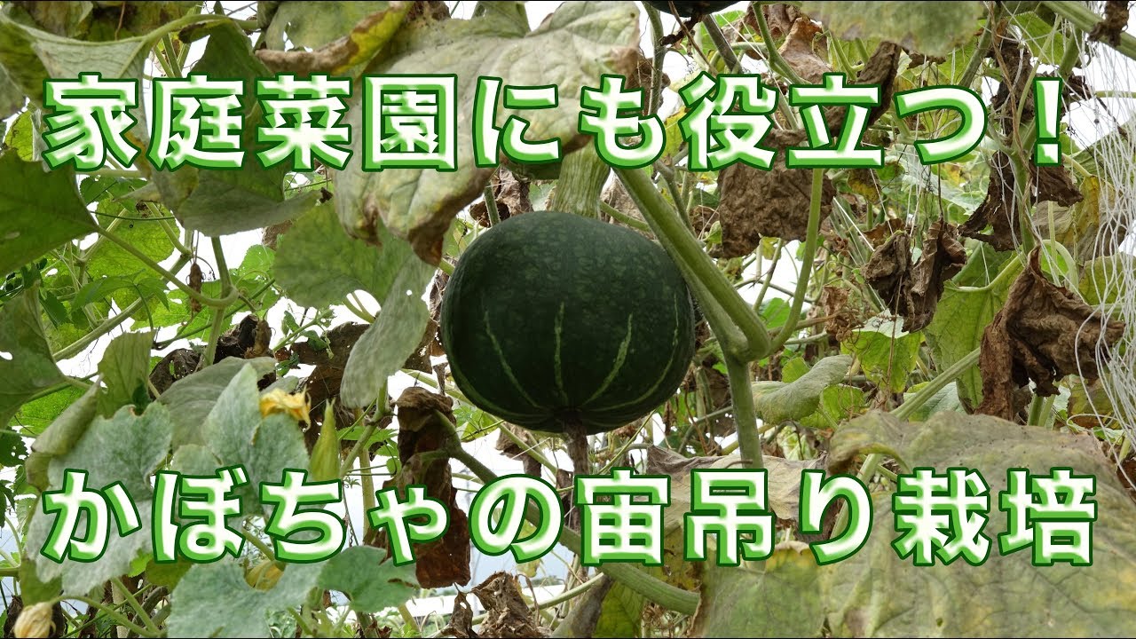かぼちゃの宙づり アーチ栽培 野菜の育て方 Youtube
