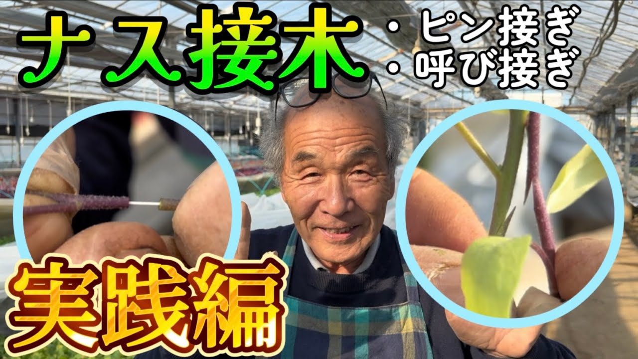 ナス接木の秘密見せます【園芸のぶチャンネル】【ピン接ぎ】【呼び接ぎ】