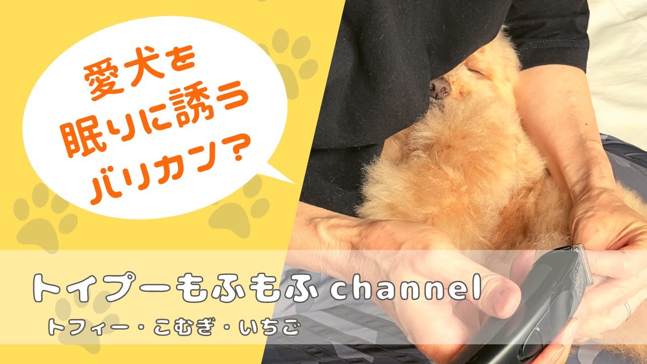 人間用の小型バリカンで気持ちよさげにウトウトするトイプードル Youtube