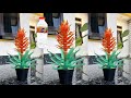 DIY Plastic bottle flower craft ideas | Ide daur ulang botol plastik bekas jadi bunga hias
