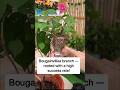 Bougainvillea Branch Bending Hack BougainvilleaHack PlantTips GardeningTrick EasyPropagation Bougainvillea Branch Bending Hack BougainvilleaHack PlantTips GardeningTrick EasyPropagation