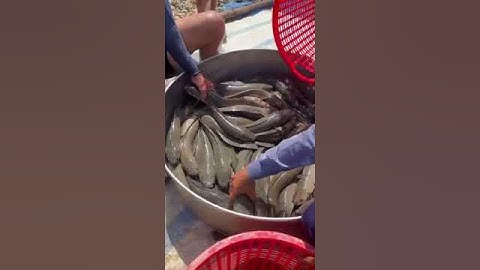 Thu hoạch cá lóc, lãi khủng #shorts