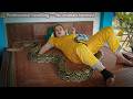 72 hours of terror: reticulated python invades farm— The girl faces a giant python on the bed
