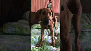 Honey The Rhodesian Ridgeback Puppy Goes WILD ZOOMIES On The Bed #dog #dogs #rhodesianridgeback