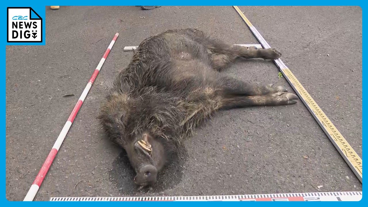 水面からお尻が…」 池から体長1m40の死んだイノシシ1頭を発見 男女2人