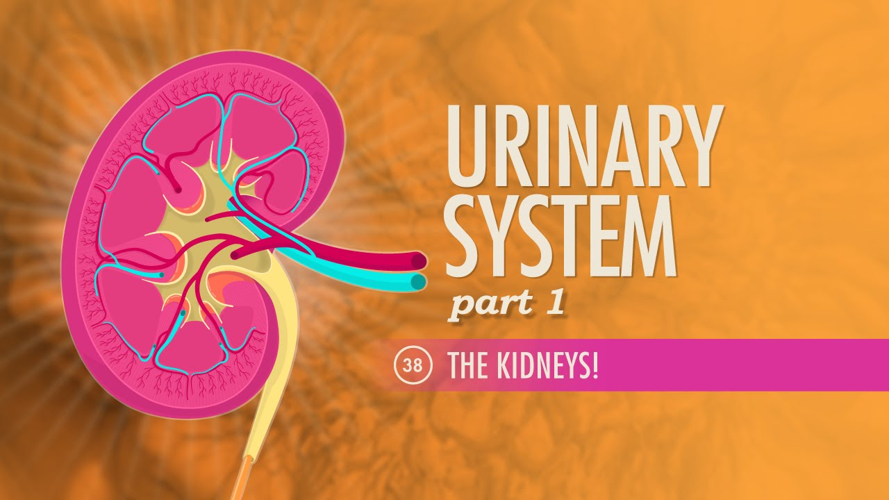 Urinary System Part 1 Crash Course Anatomy  Physiology  38