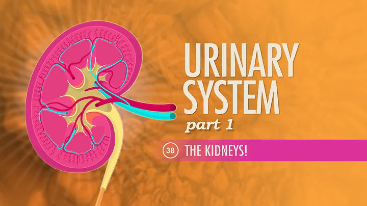Urinary System, Part 1: Crash Course A&P #38