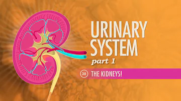 Urinary System, Part 1: Crash Course Anatomy & Physiology #38