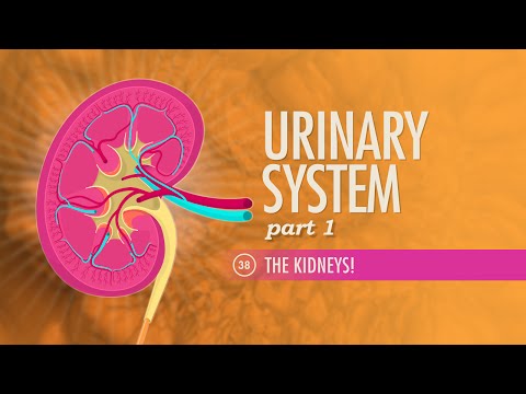 Urinary System, Part 1: Crash Course A&P #38