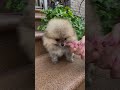 Самый красивый щенок в мире . Куколка )))