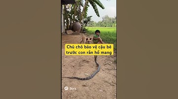 Chú chó bảo vệ cậu bé trước con rắn hổ mang #shortvideo #aivideo #dog
