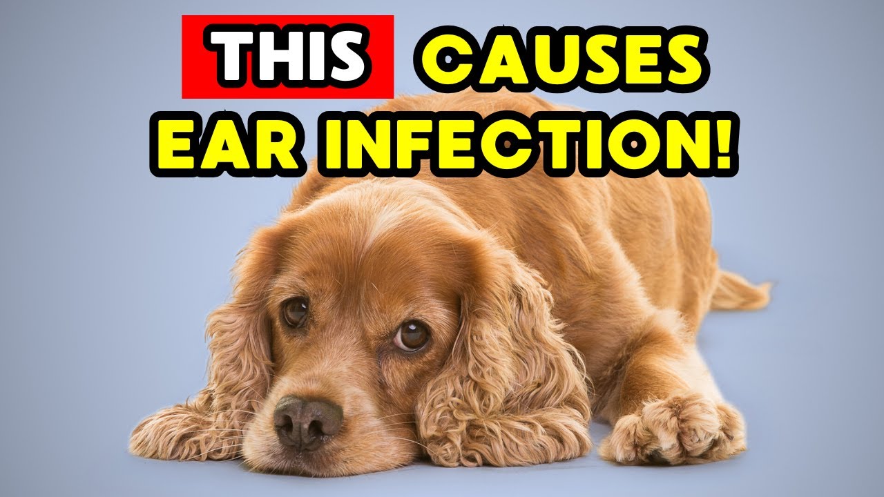 If your dog does THIS, he might have an EAR INFECTION!