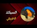 السيكلد الافريقي 