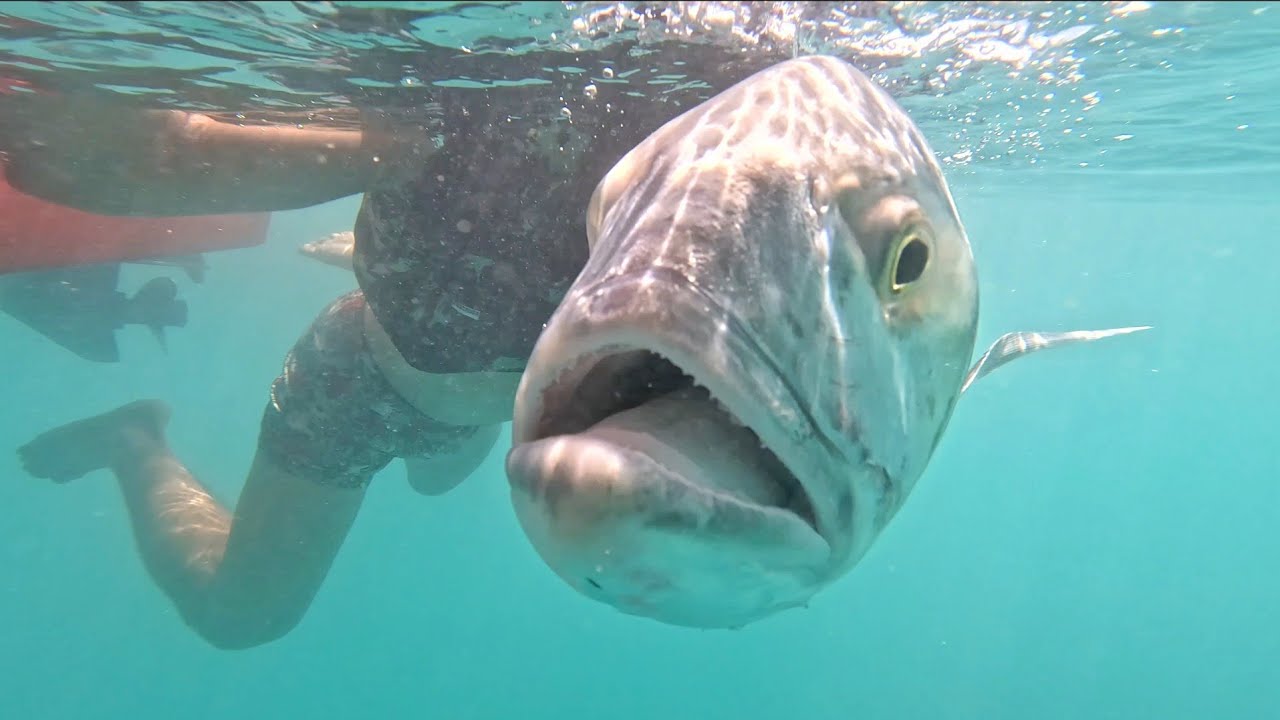 QUANDO EU VI ACHEI QUE ERA GRANDE MAIS QUANDO TIROU DA ÁGUA VI QUE ERA MAIOR!  ACAMPAMENTO NA ILHA!