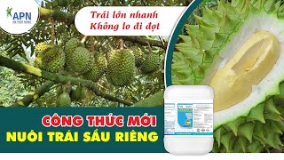 APN - CÔNG THỨC MỚI NUÔI TRÁI SẦU RIÊNG | TRÁI LỚN NHANH, TRÒN HỘC