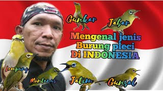Mengenal jenis jenis burung pleci di indonesia