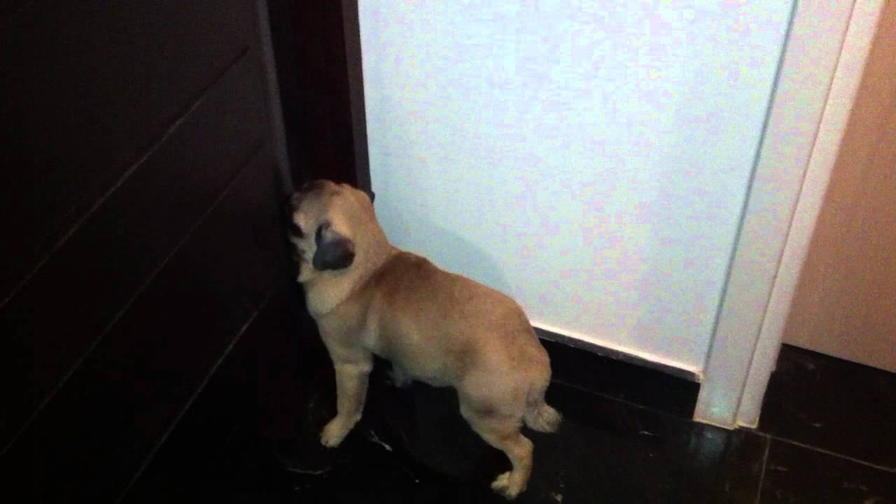 My Pug showing PDE symptoms - Video 1 - YouTube