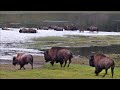 Bison Herd Crosses the Yellowstone River - Yellowstone NP: August 2021