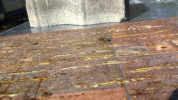 Bees knows how to collect good propolis (video made in Romania on October 22, 2014)