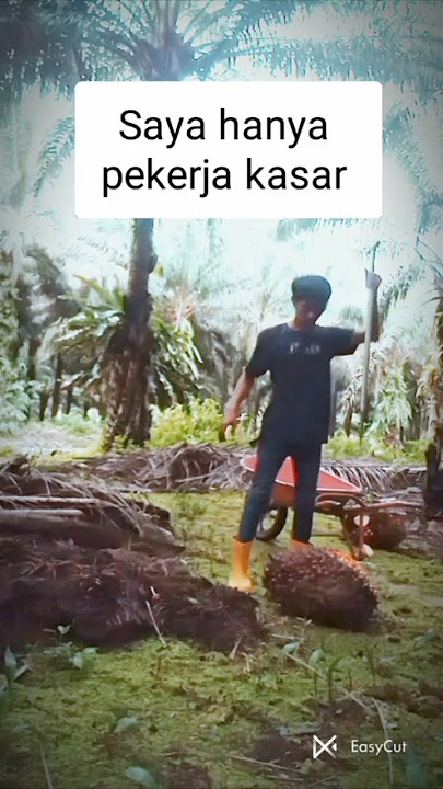 ternyata segini gaji kerja panen sawit