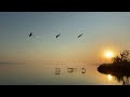 Swans. Sunrise. Summer 2025. Balatonlelle