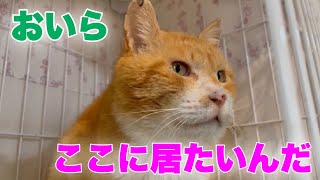 元野良猫ボスのダディーを息子達に会わせてみるものの【Daddy cat】