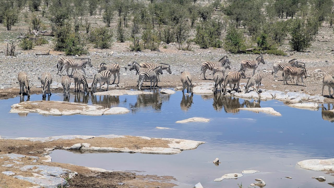 NO EDIT: what I saw in Etosha National Park