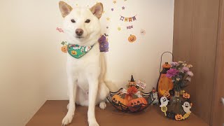 柴犬をハロウィン仕様にして玄関に置物として置いたら可愛すぎたｗ